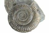 Two Ammonite (Dactylioceras) Fossils In Concretion - England #181900-1
